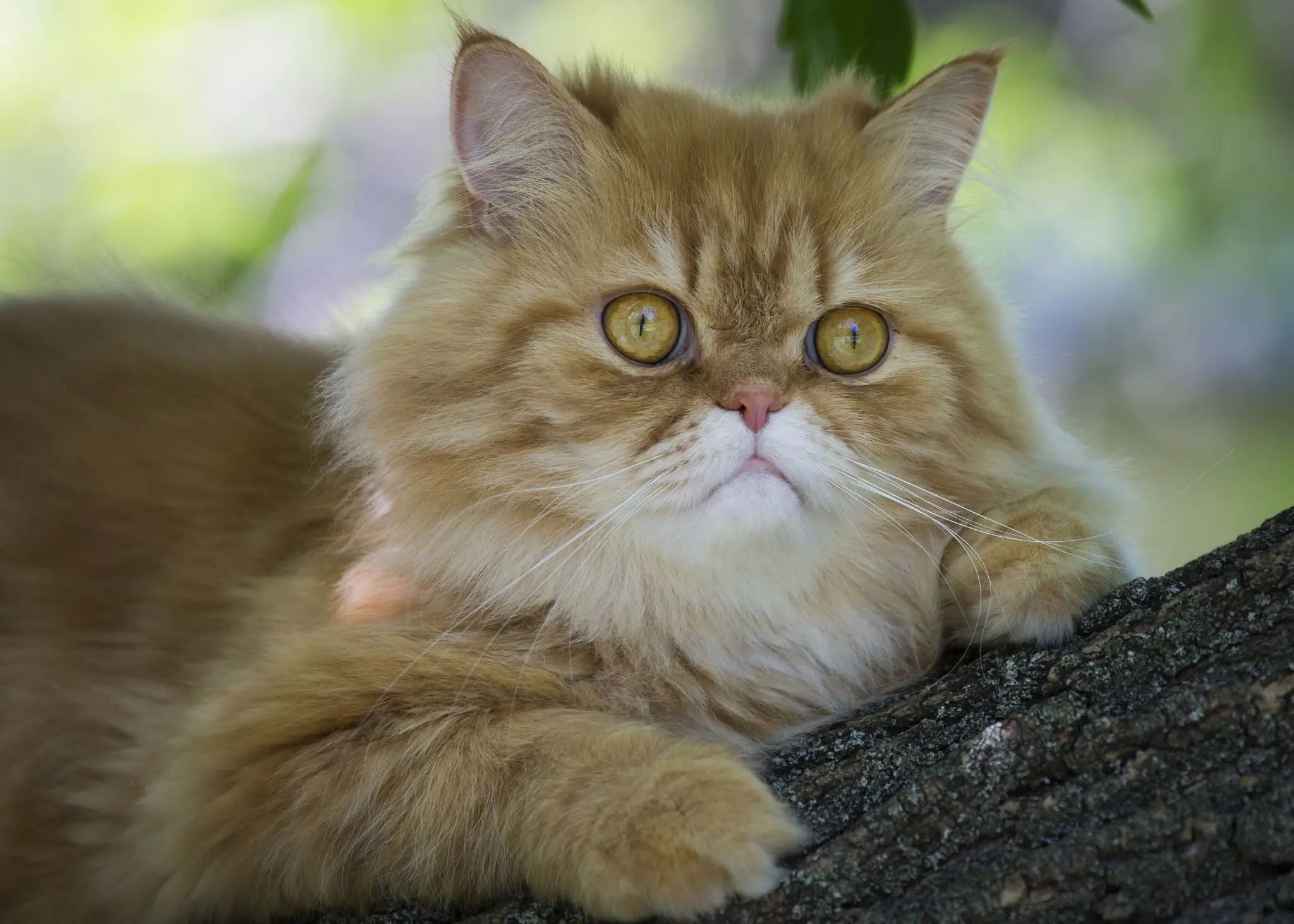 Chat persan tigré orange dans un arbre
