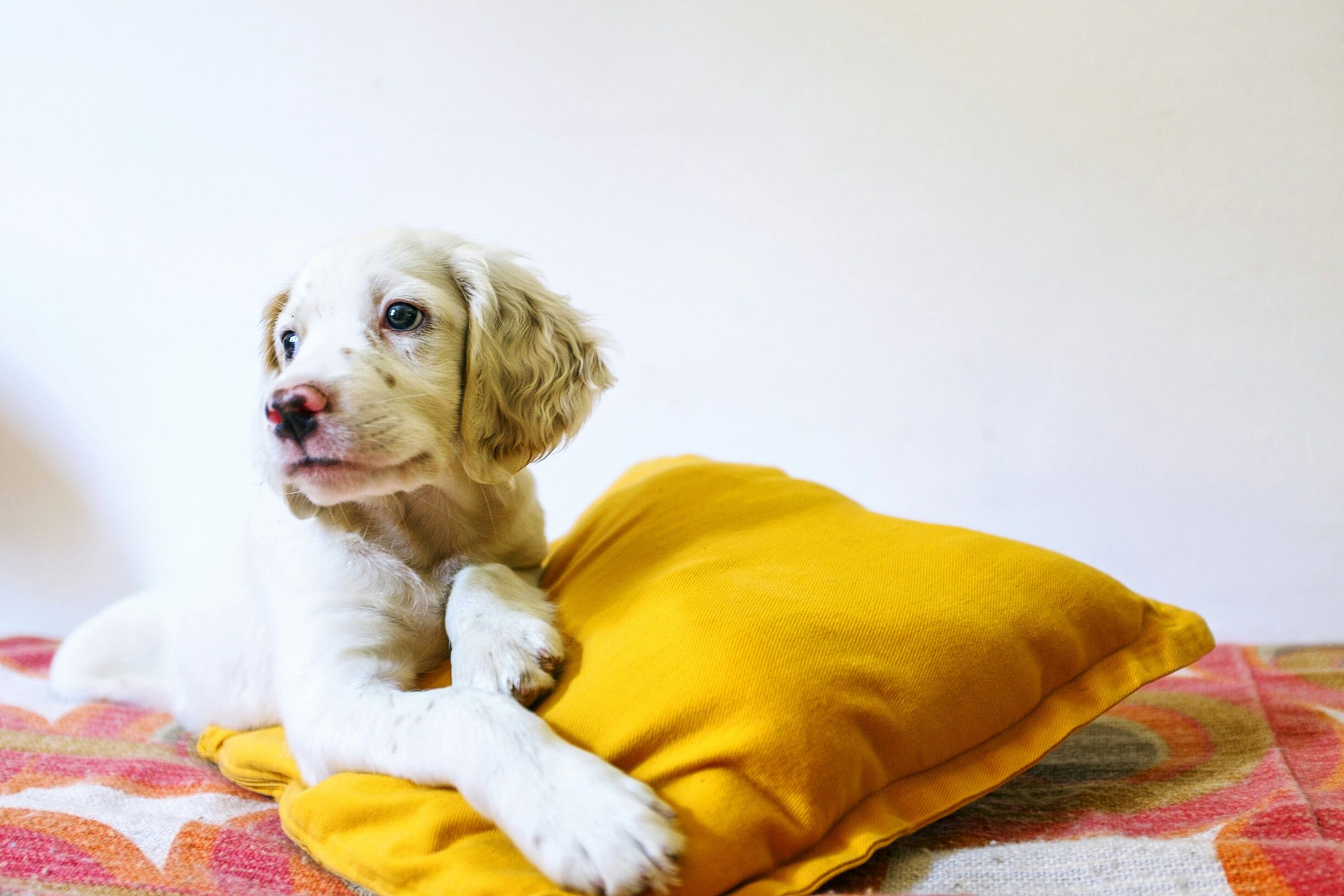 Chiot avec oreiller orange