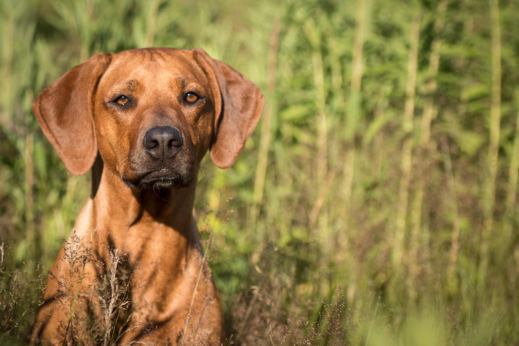 Rhodesian Ridgeback dans l'herbe ; Noms de chiens africains