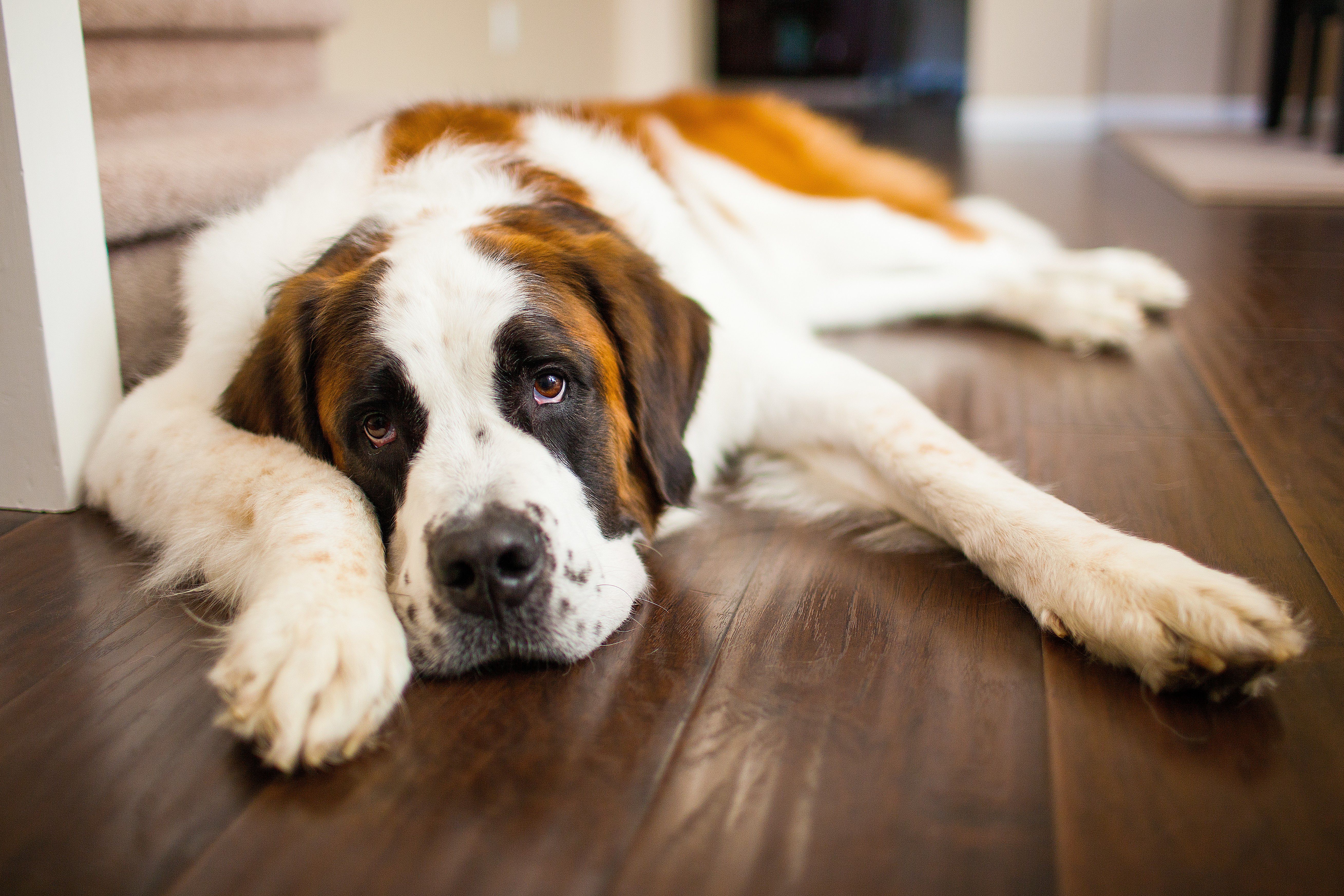 Chien de grande race Saint-Bernard posé sur un plancher en bois dans la maison