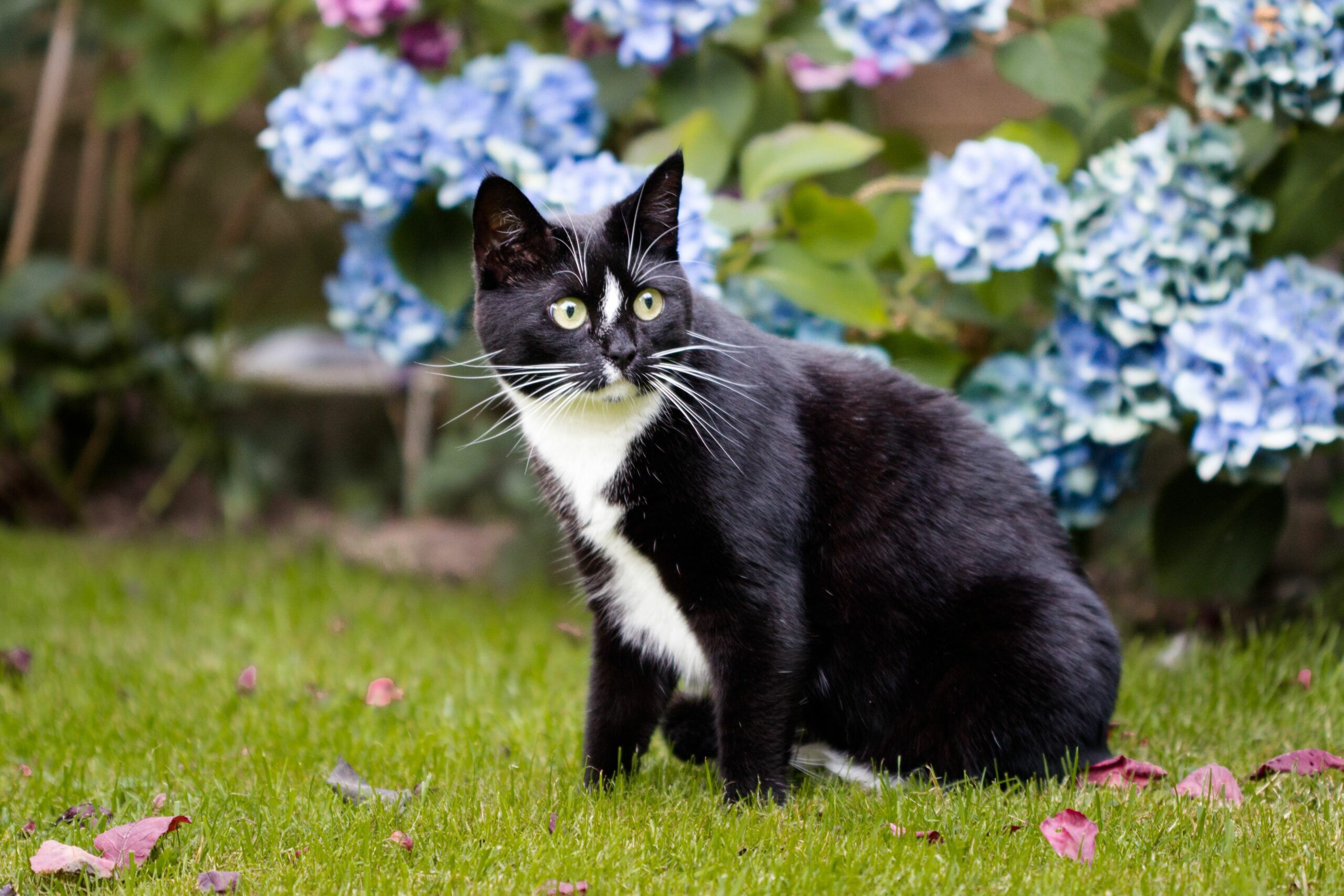 black and white cat in grass by hydrangeas 0b87eca4e89a4c789ea4f68aebc00130 scaled
