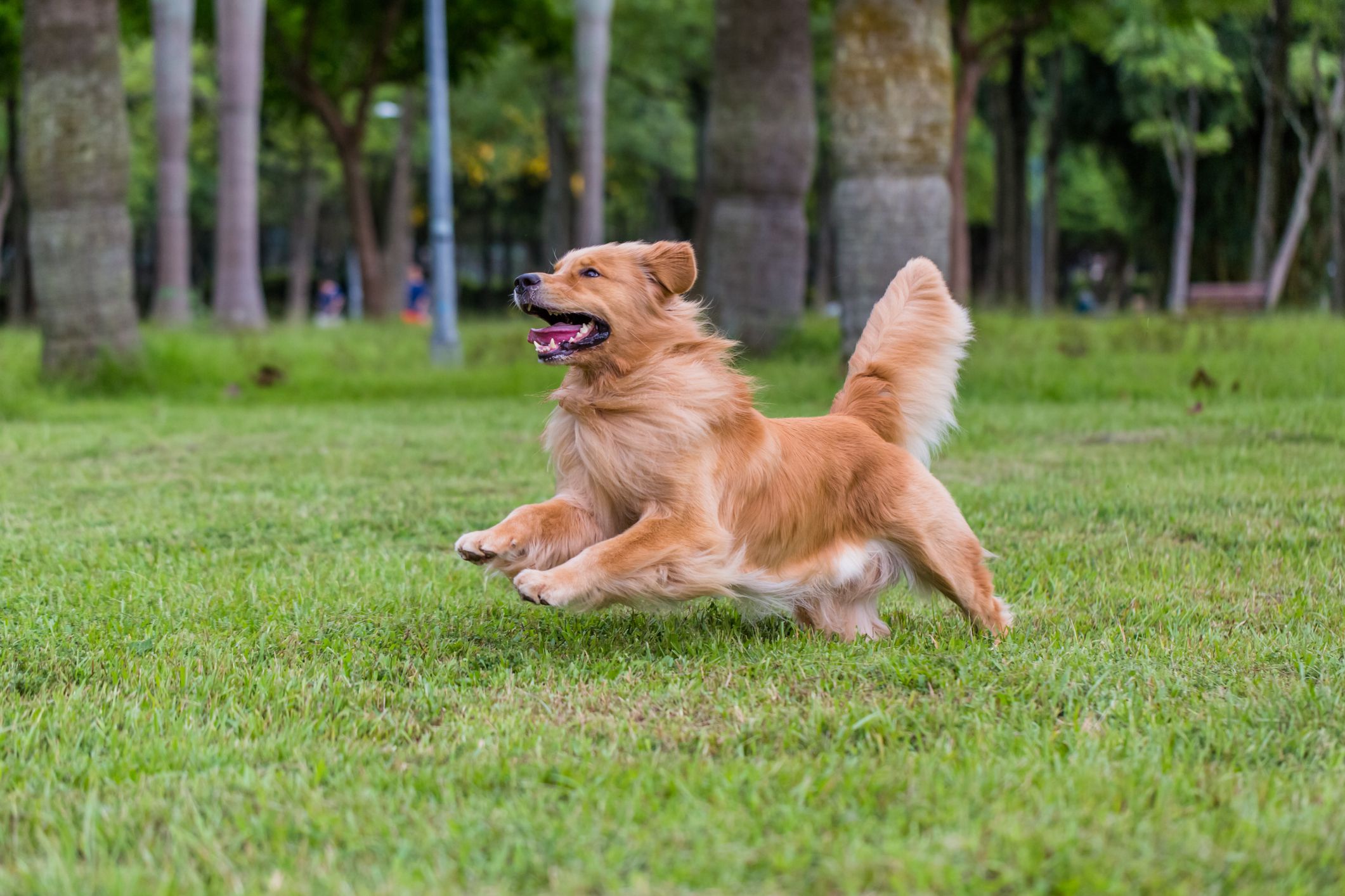 Un Golden Retriever heureux en train de courir