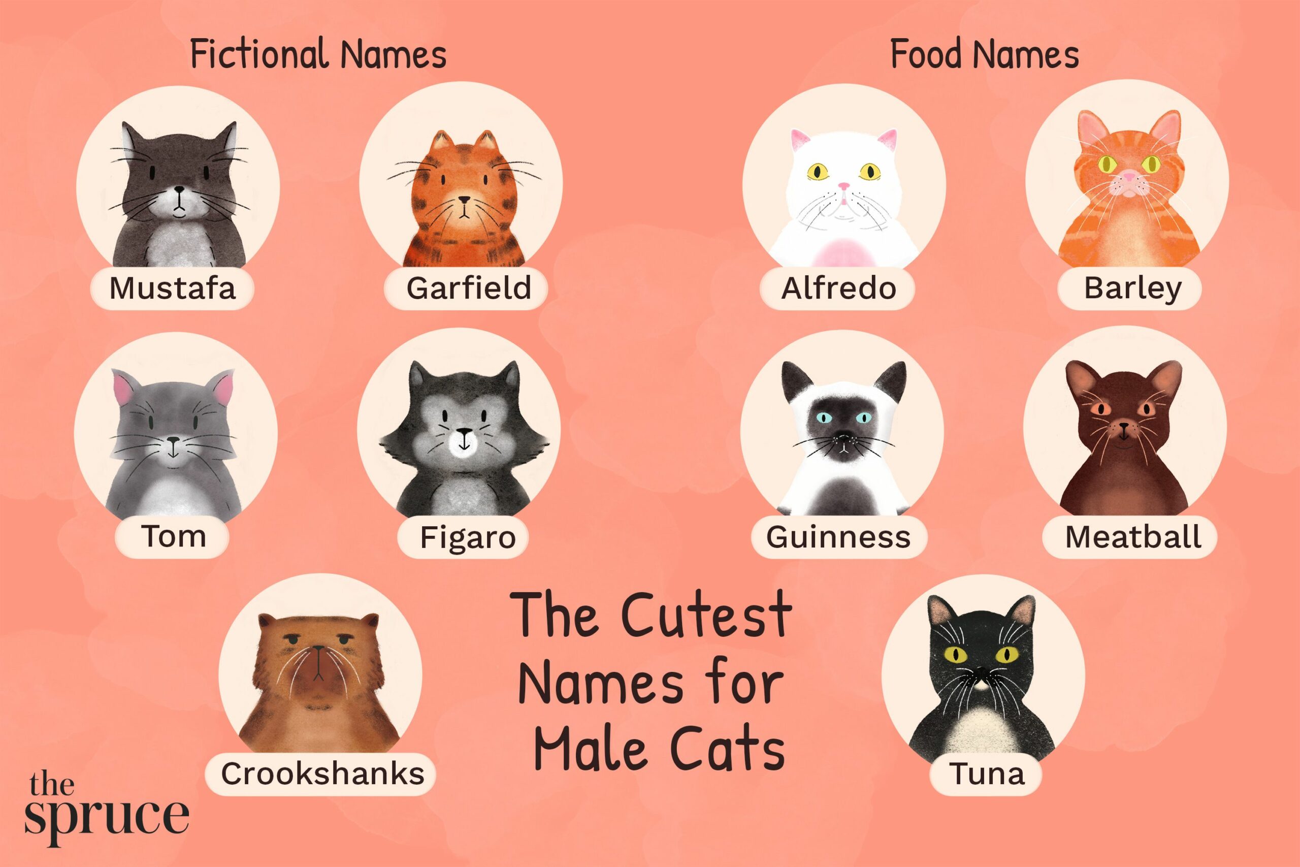 cute names for male cats 4843504 final b2e2e113dd5341d98cc8360b4e37e49e scaled
