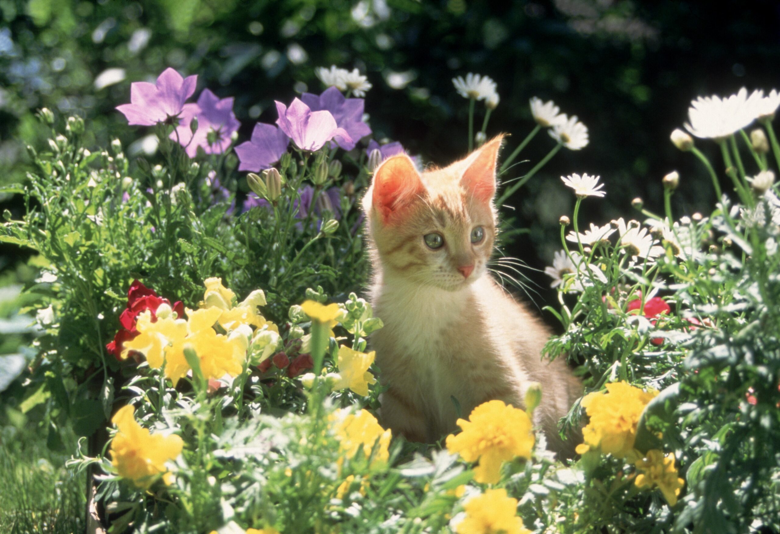 orange kitten sitting in flower bed 052c40cdd3e04c6d8926baec3e6ab53b scaled