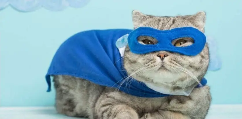 1725869159 Superhero Cat Names