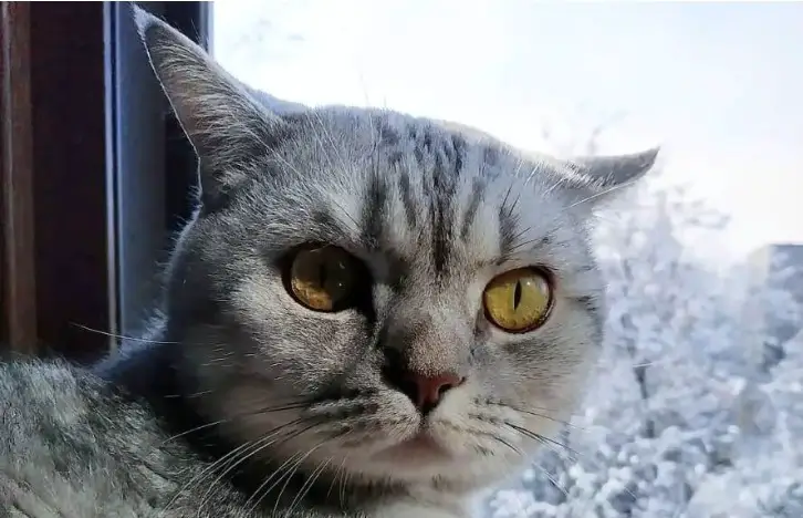 Noms de chats intéressants