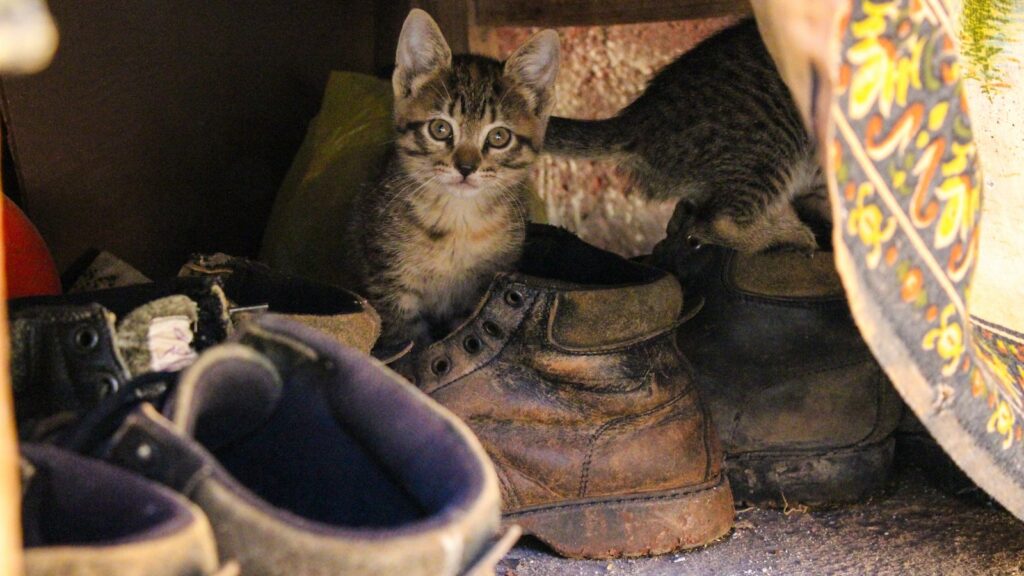 Noms de chats mexicains