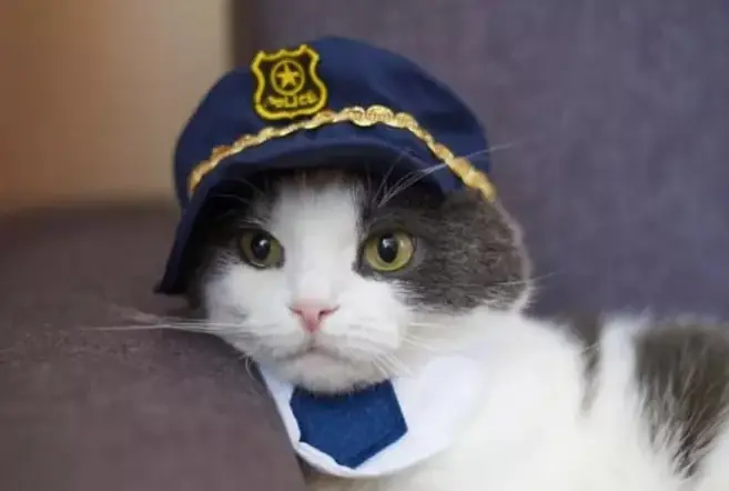 1727415617 Police Cat Names