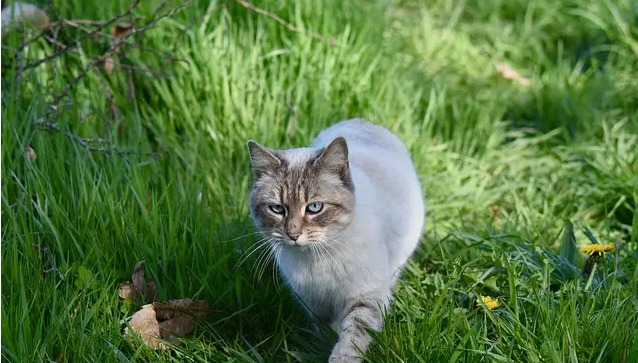 Noms de chats aventureux