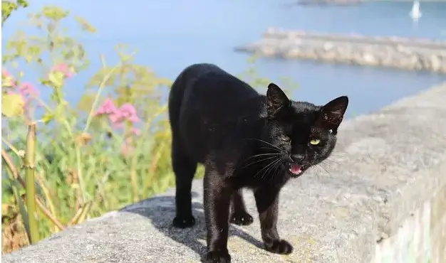 Noms de chats des Caraïbes