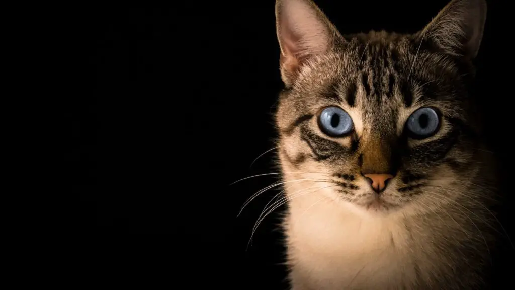 Noms de chats en bengali