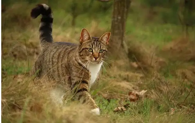 Noms de chats signifiant Survivor