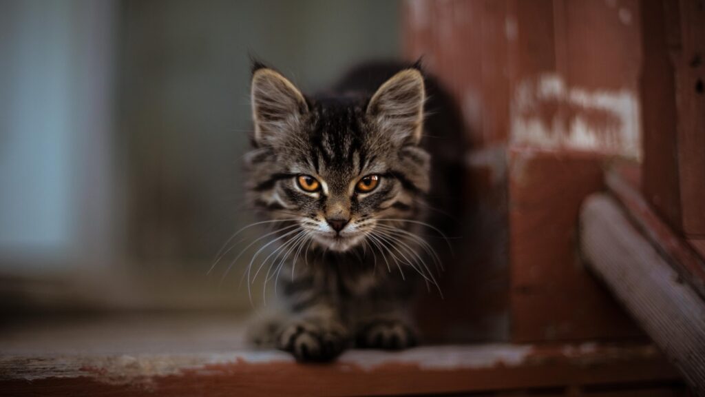 Noms de chats au Pakistan