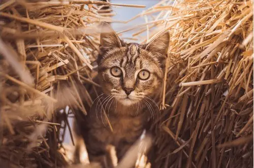 Noms de chats de campagne