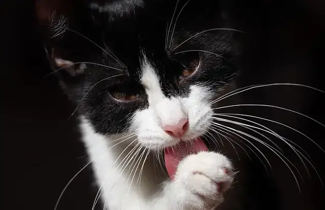 Noms de chats féeriques