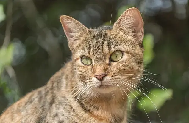 Noms de chats sauvages