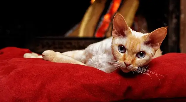 Noms de chats de feu