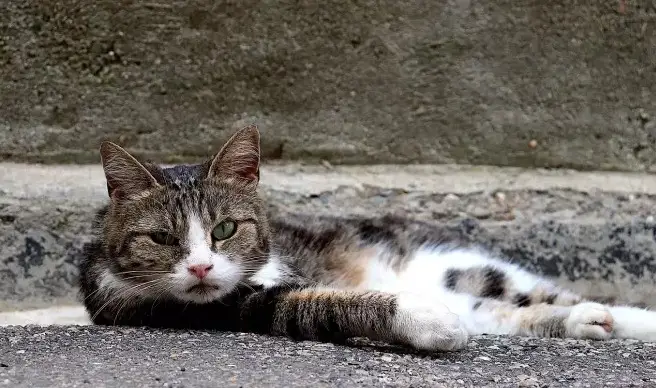 Noms de chats tziganes