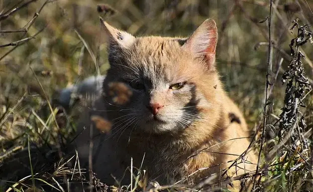 Noms de chats haïtiens