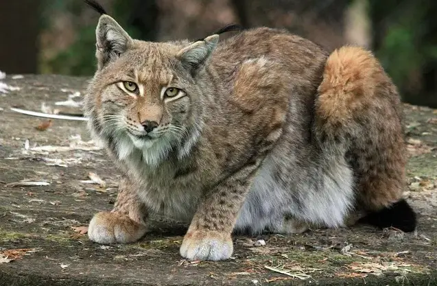 Noms de chats lynx