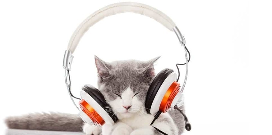 Noms de chats musicaux 1