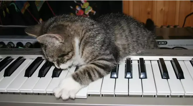 Noms de chats inspirés par la musique