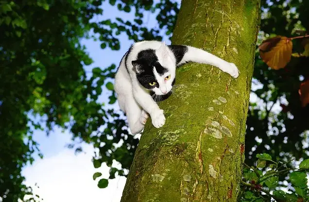 Noms de chats ninja