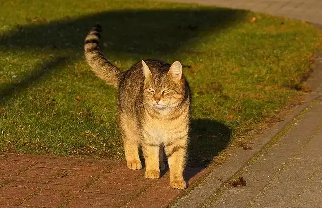 Noms de chats nobles