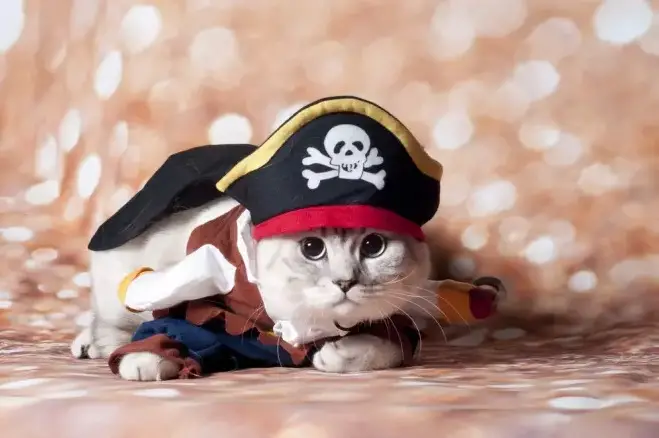 Noms de chats pirates