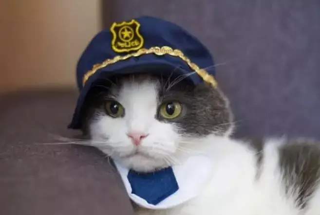 Noms de chats policiers