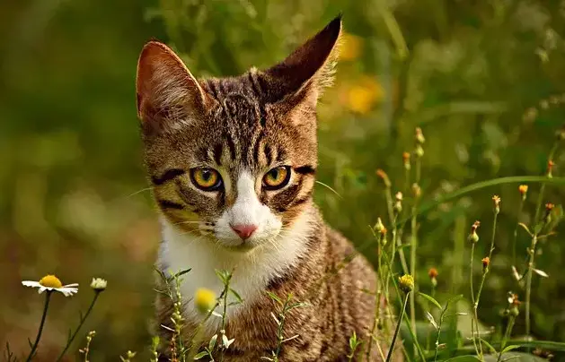 Noms de chats aléatoires