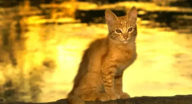 Noms des chats de rivière