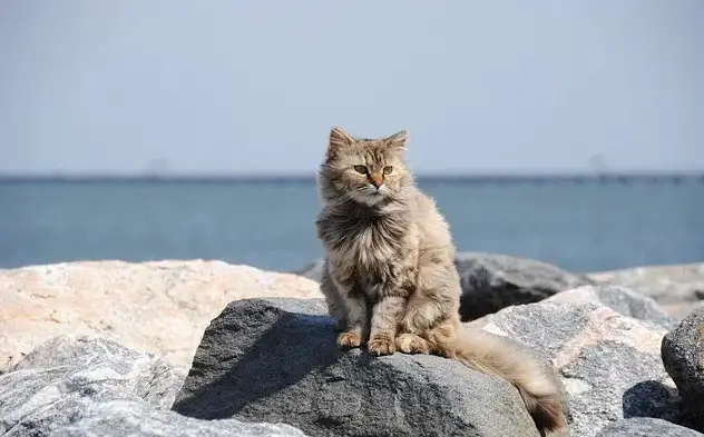 Noms de chats surfeurs