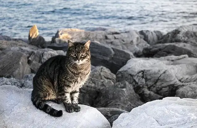 Noms de chats tropicaux