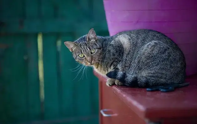 Noms de chats gallois