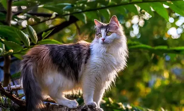 Noms de chats aztèques