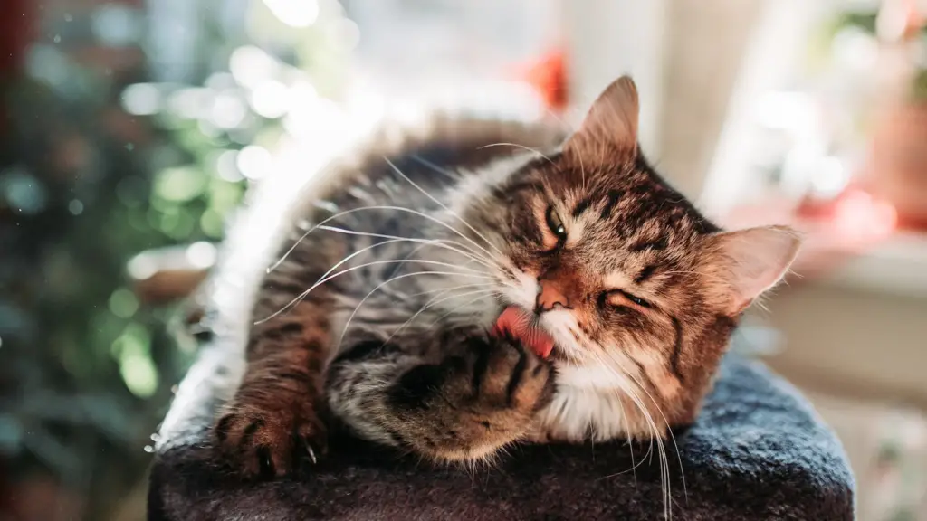 Noms de chats commençant par W