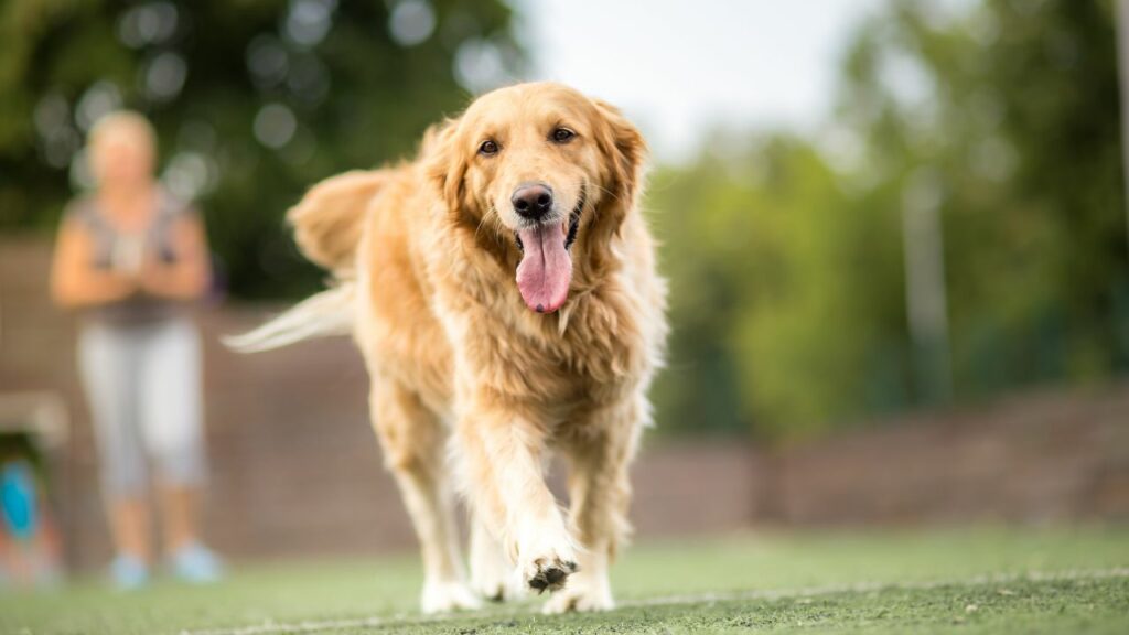 les chiens peuvent-ils avoir un cancer
