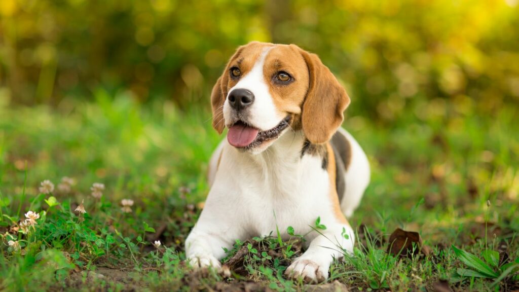 meilleur chien pour couple d'âge moyen
