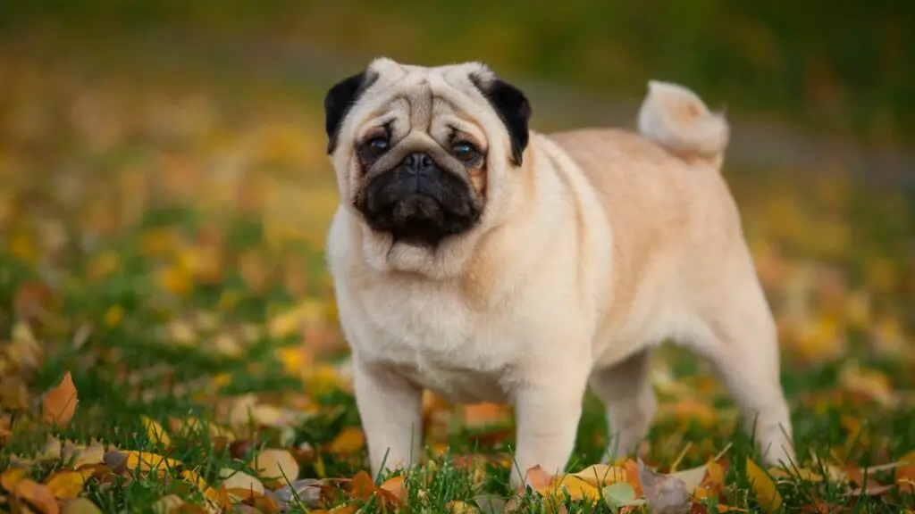 taille de chien de tasse de thé
