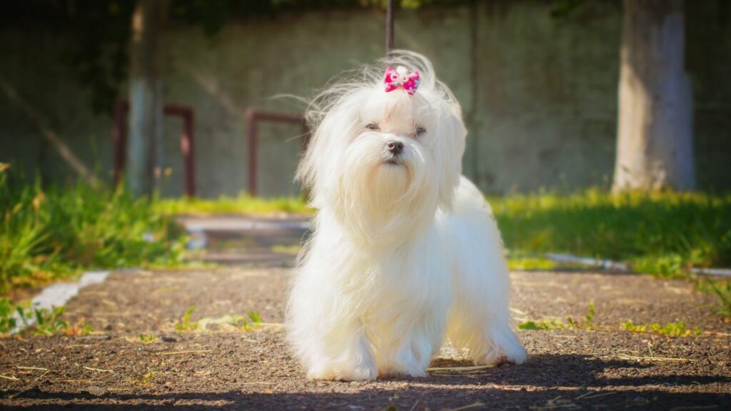 meilleurs chiens d'intérieur