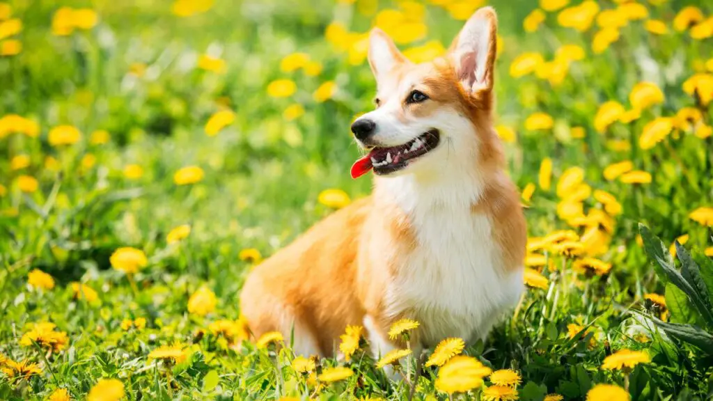 races de chiens les plus amicales