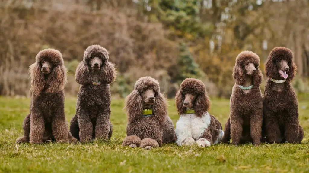 Races de chiens les plus sociables