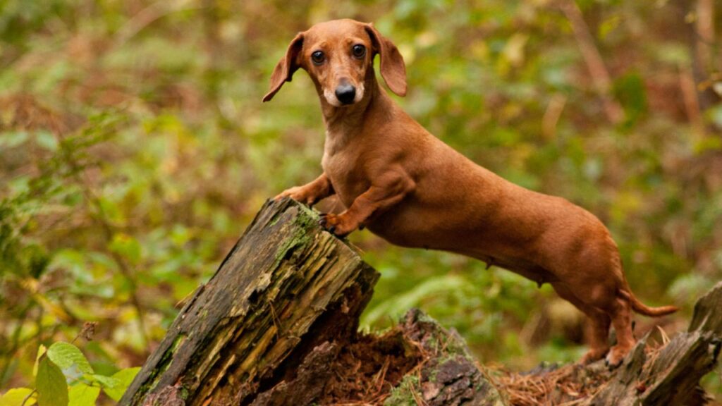 races de chiens de ville