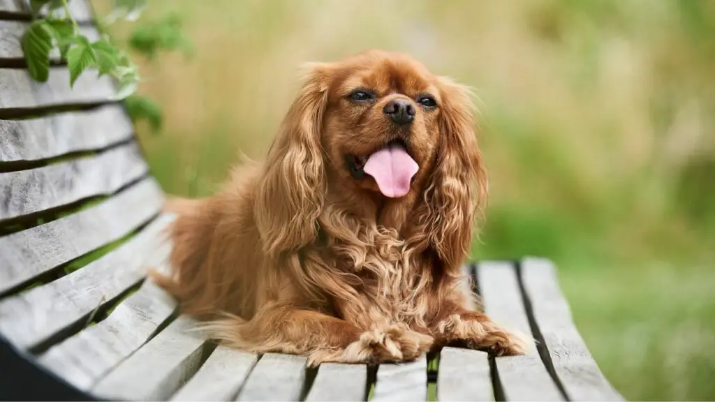 quelle race de chien est calme et tranquille
