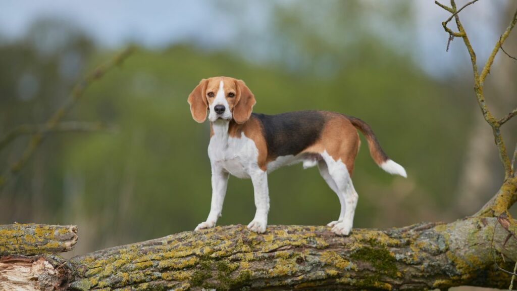 petites races de chiens à la durée de vie exceptionnelle