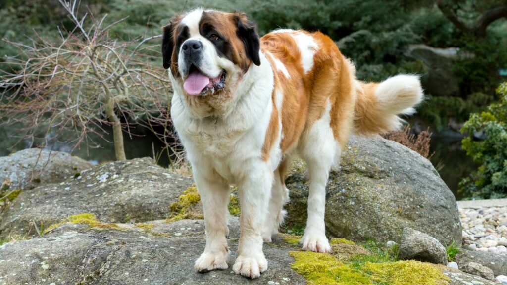 1729192213 396 Saint Bernard