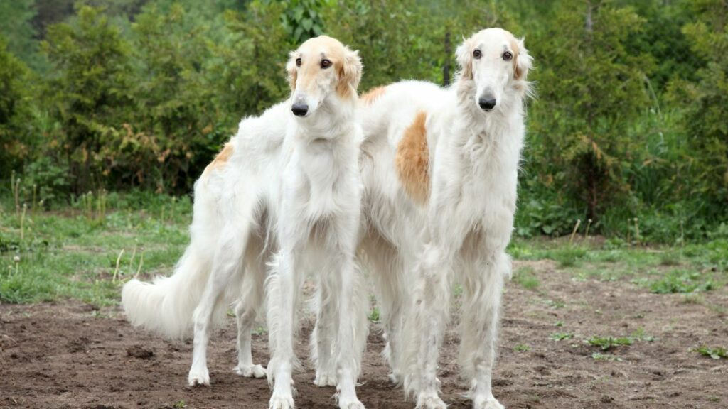 gros chiens géants