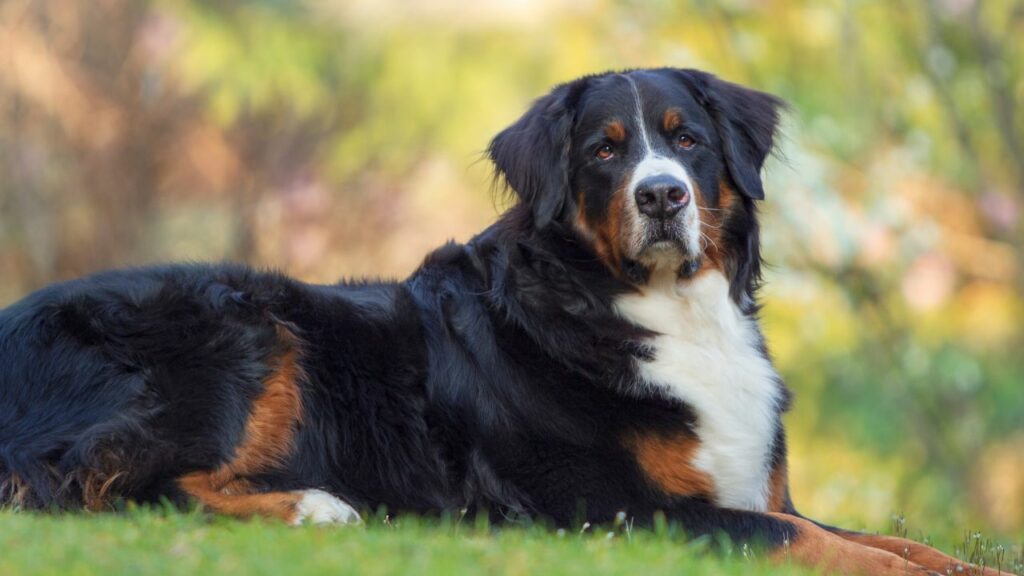 gros chiens