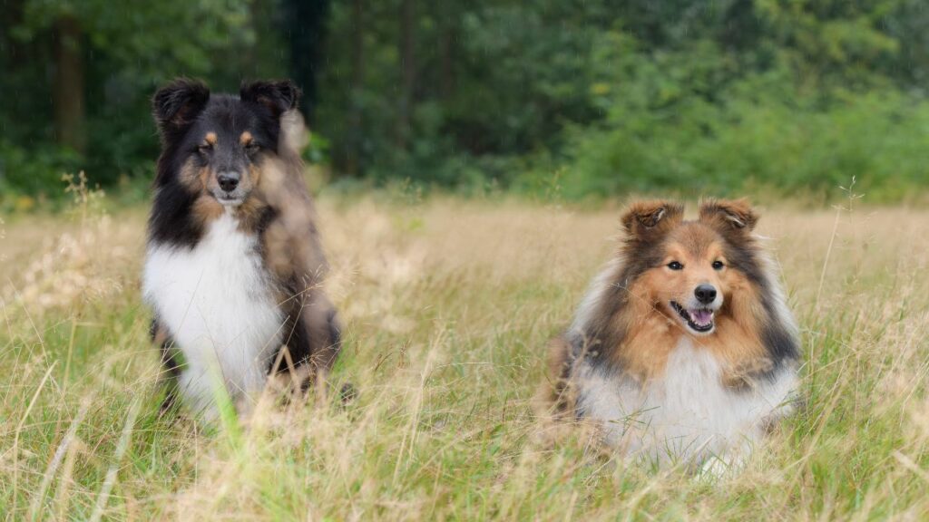 chien de 50 livres